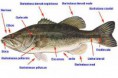 /album/galeria-de-fotos-pagina-inicial/anatomia-dos-peixes-14-jpg/